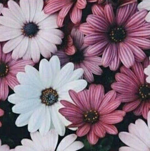 Meet your Posher, Avery